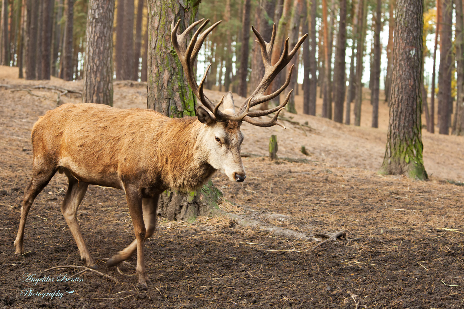 Hirsch Foto &amp; Bild | tiere, wildlife, säugetiere Bilder auf fotocommunity