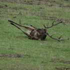 Hirsch erschossen ? ---  Nein, er ist quicklebendig