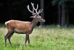 Hirsch gegen Fliegen