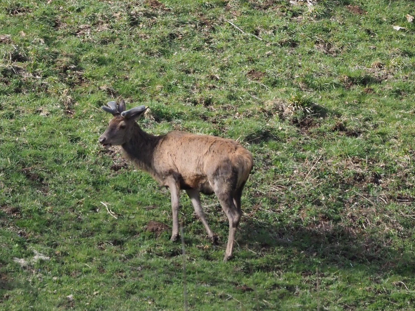 Hirsch gesichtet