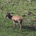 Hirsch gesichtet