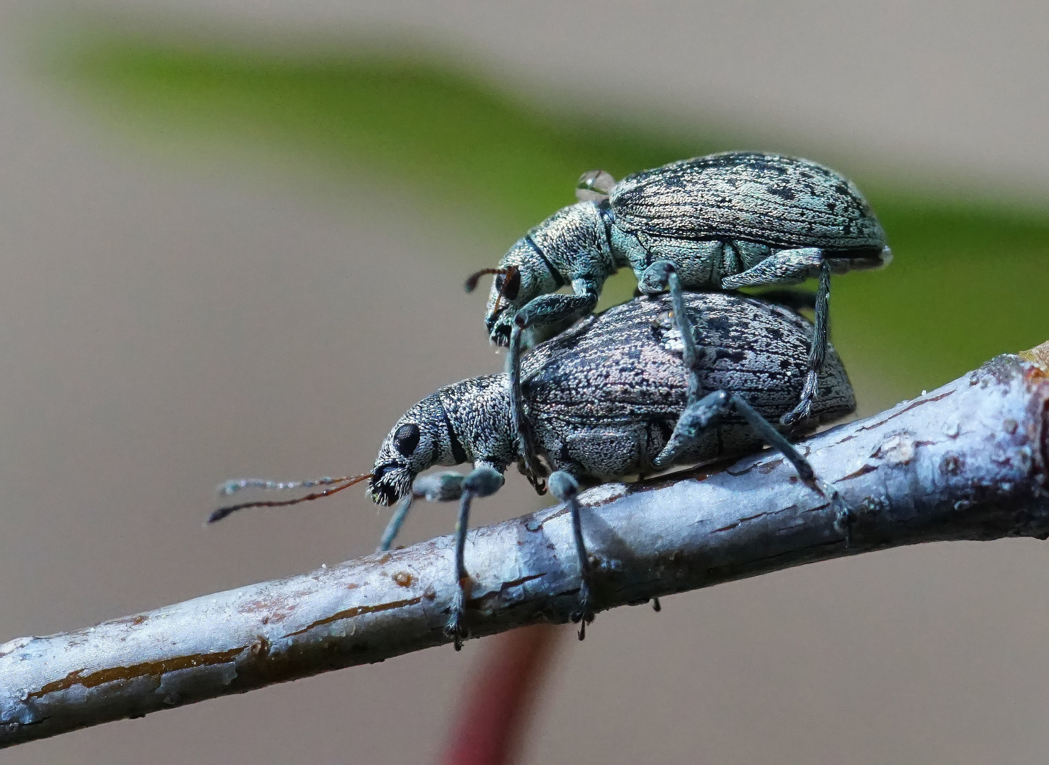  Hirsch-Glanzrüssler (Polydrusus cervinus)