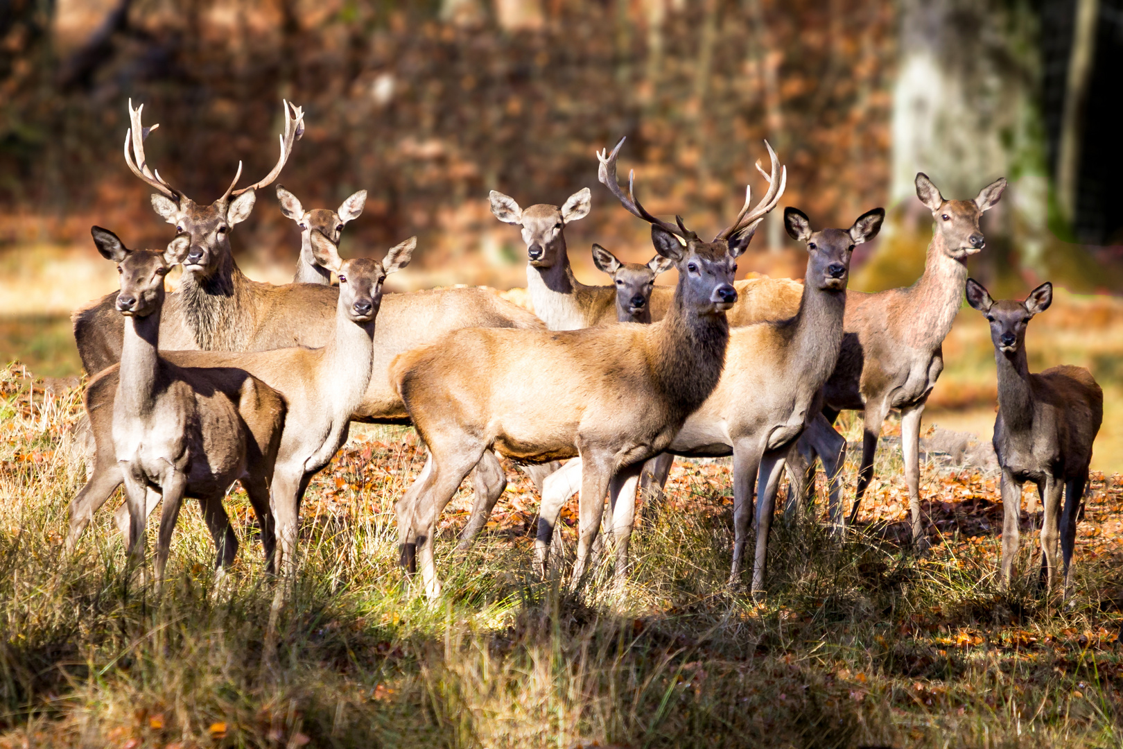 Hirsch-Gruppe im Tierpark Rappweiler