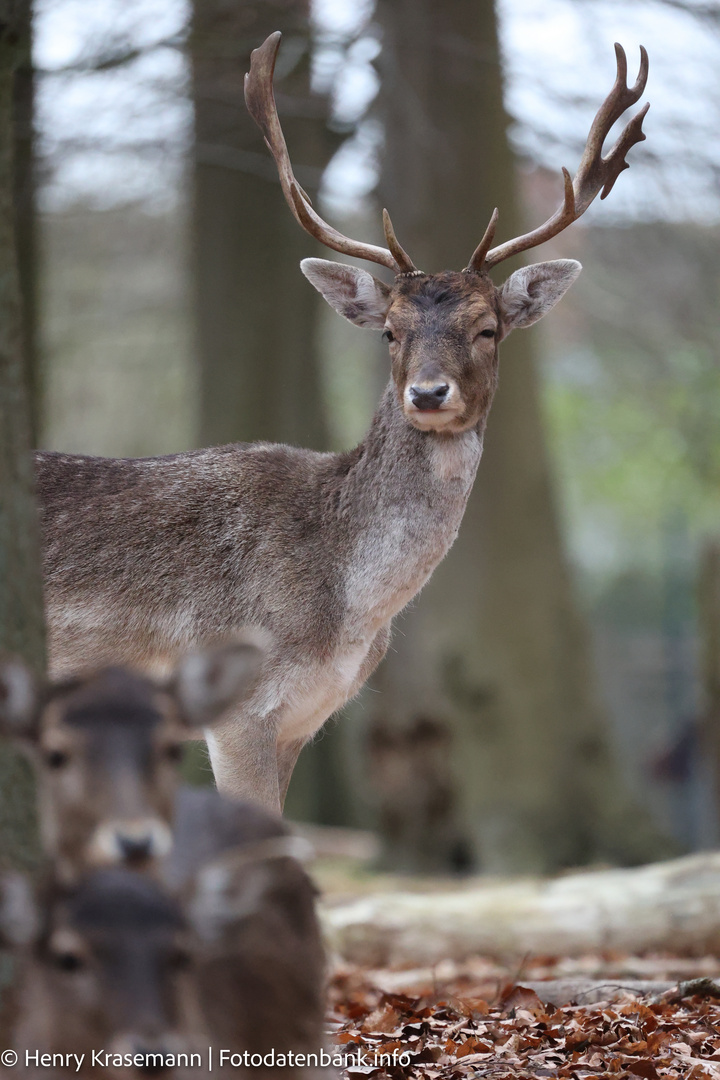 Hirsch hat Rehe im Blick