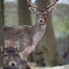 Hirsch hat Rehe im Blick