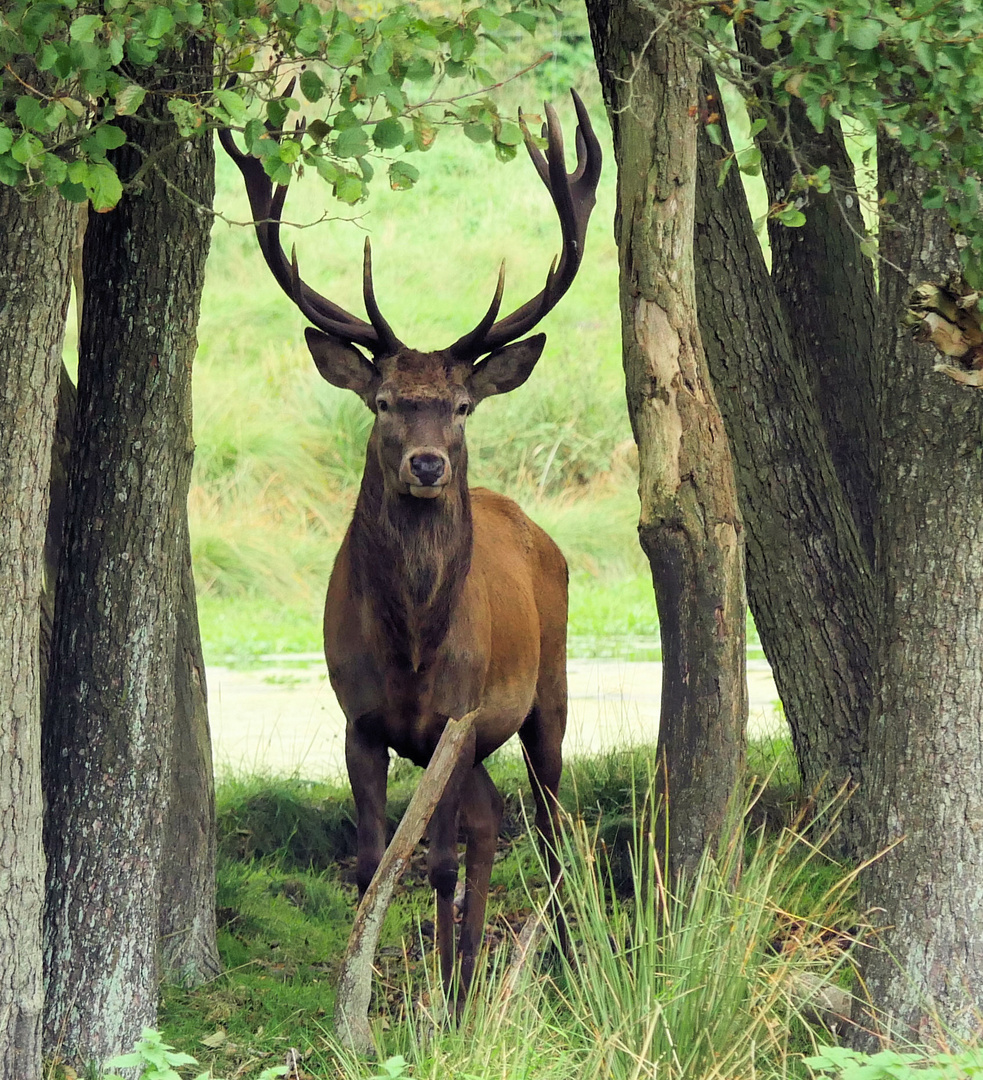 Hirsch Heinrich