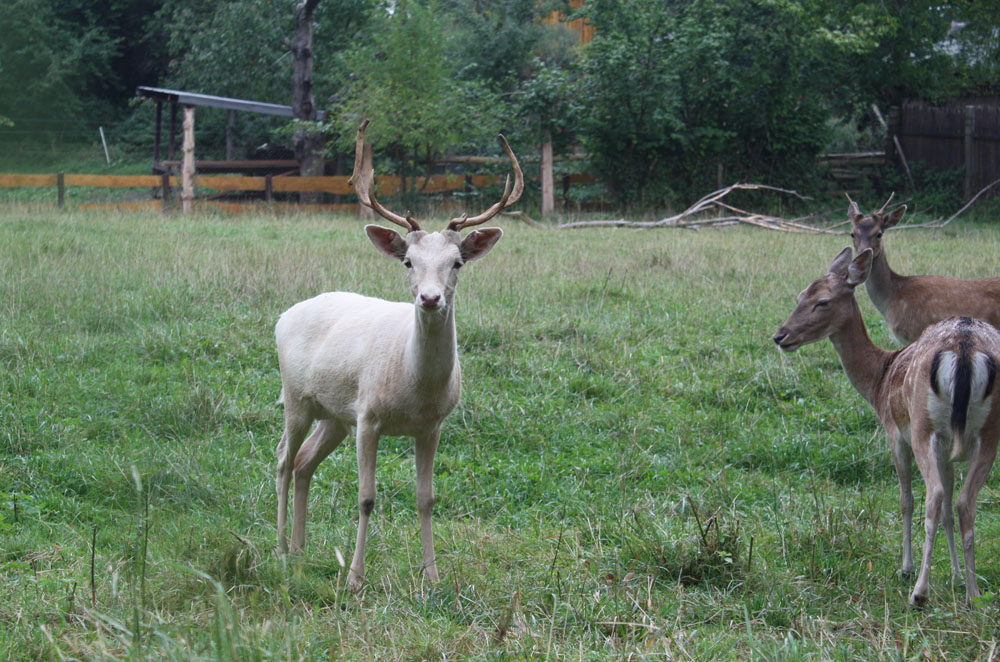 Hirsch Heinrich