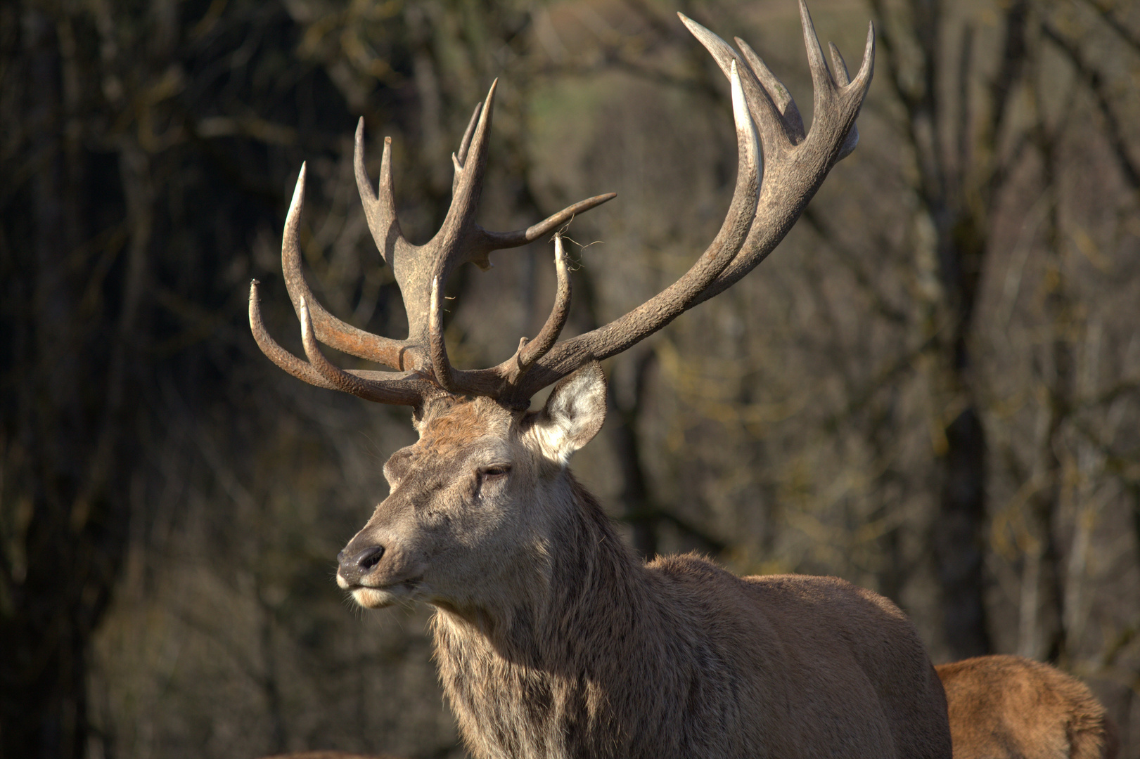 Hirsch Heinrich genießt die Dezembersonne...