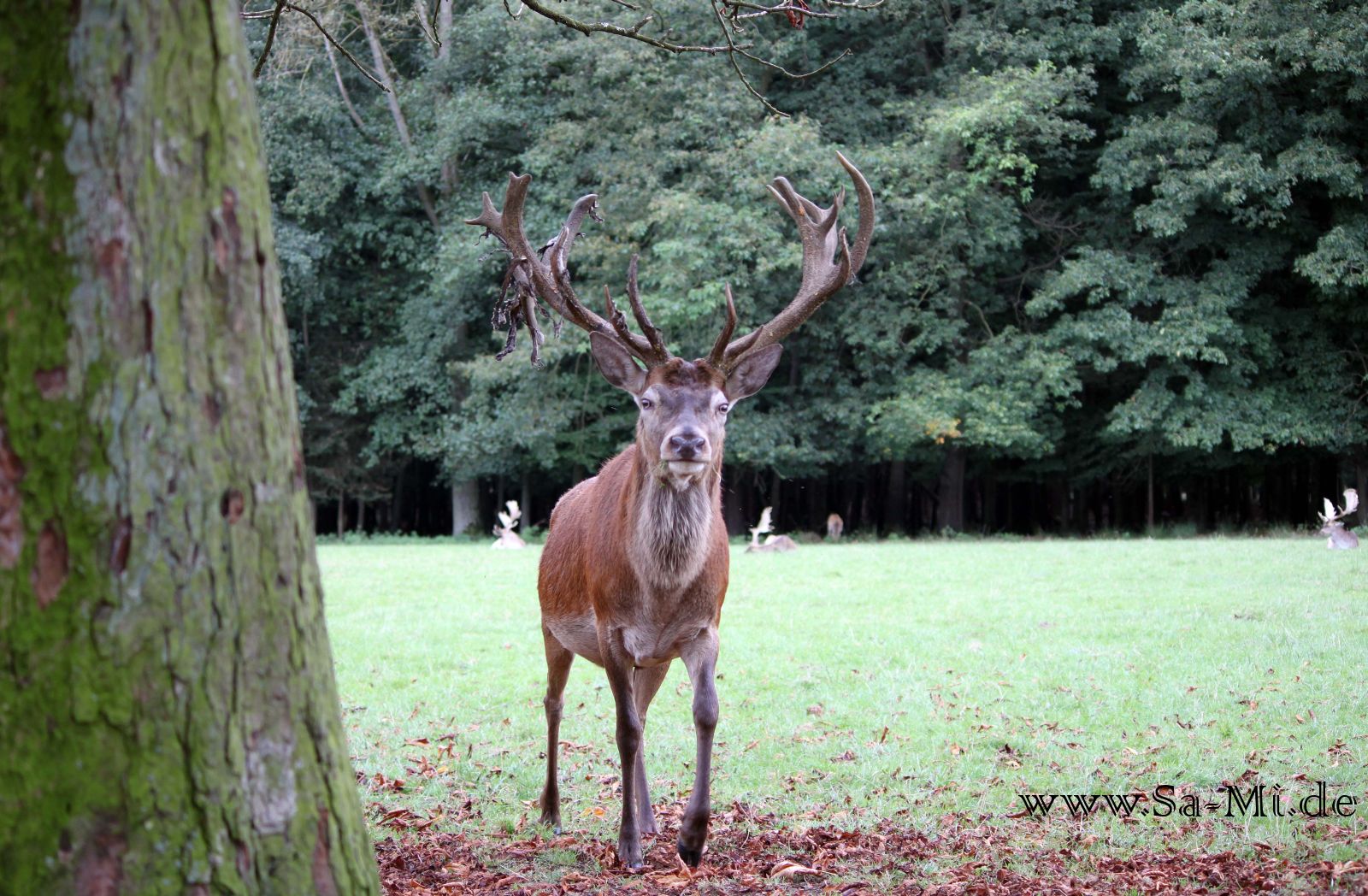 Hirsch heiß ich