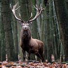 Hirsch heiße ich :)