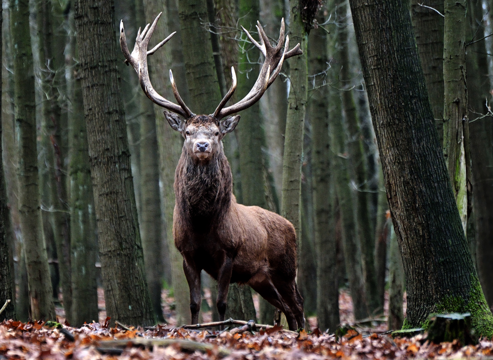 Hirsch heiße ich :)