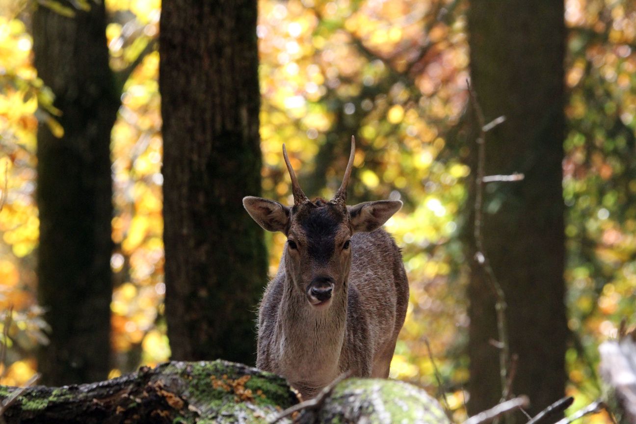 Hirsch - Hirschkalb - Portrait