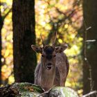 Hirsch - Hirschkalb - Portrait