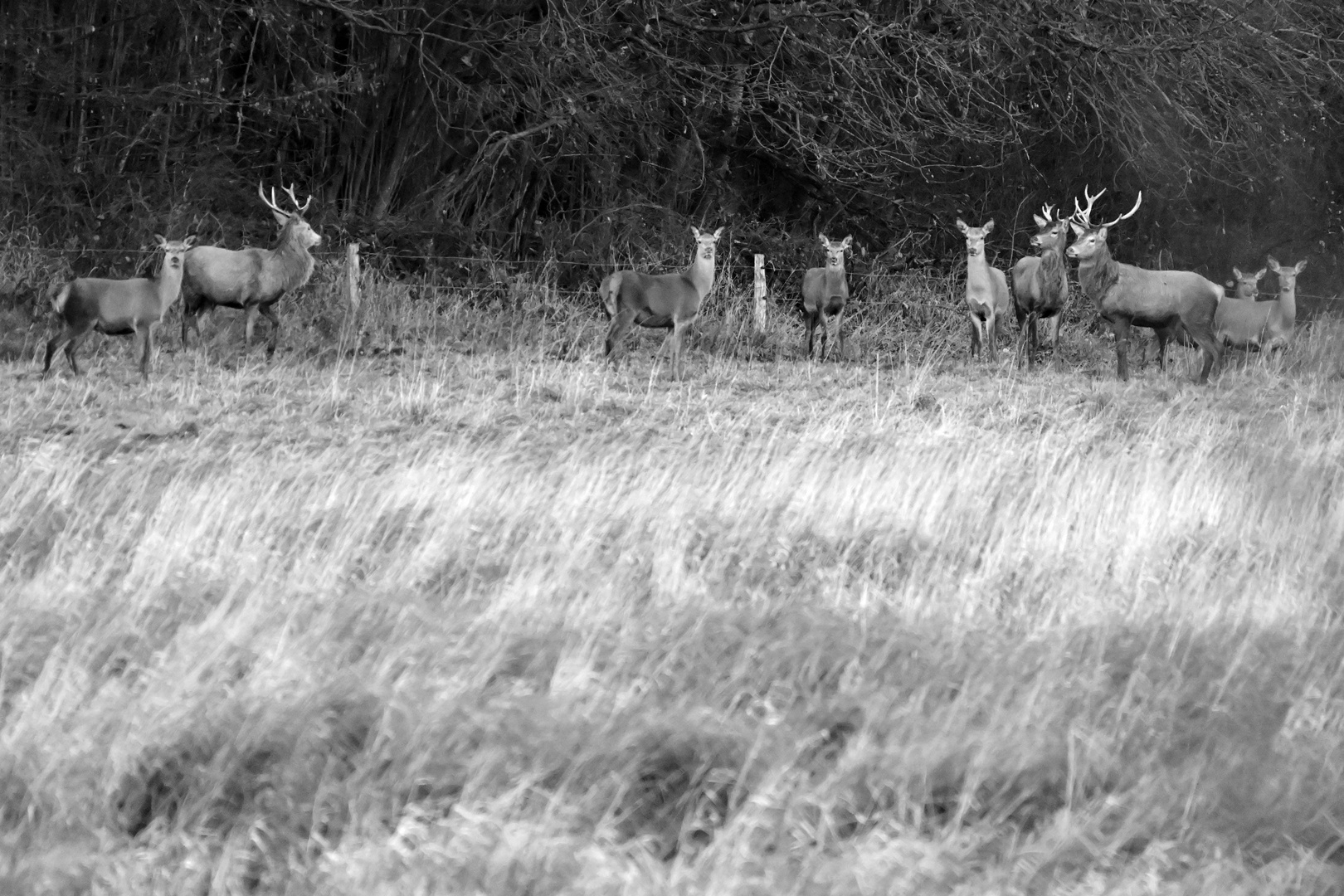 Hirsch Idylle in s/w bei Sonnenuntergang