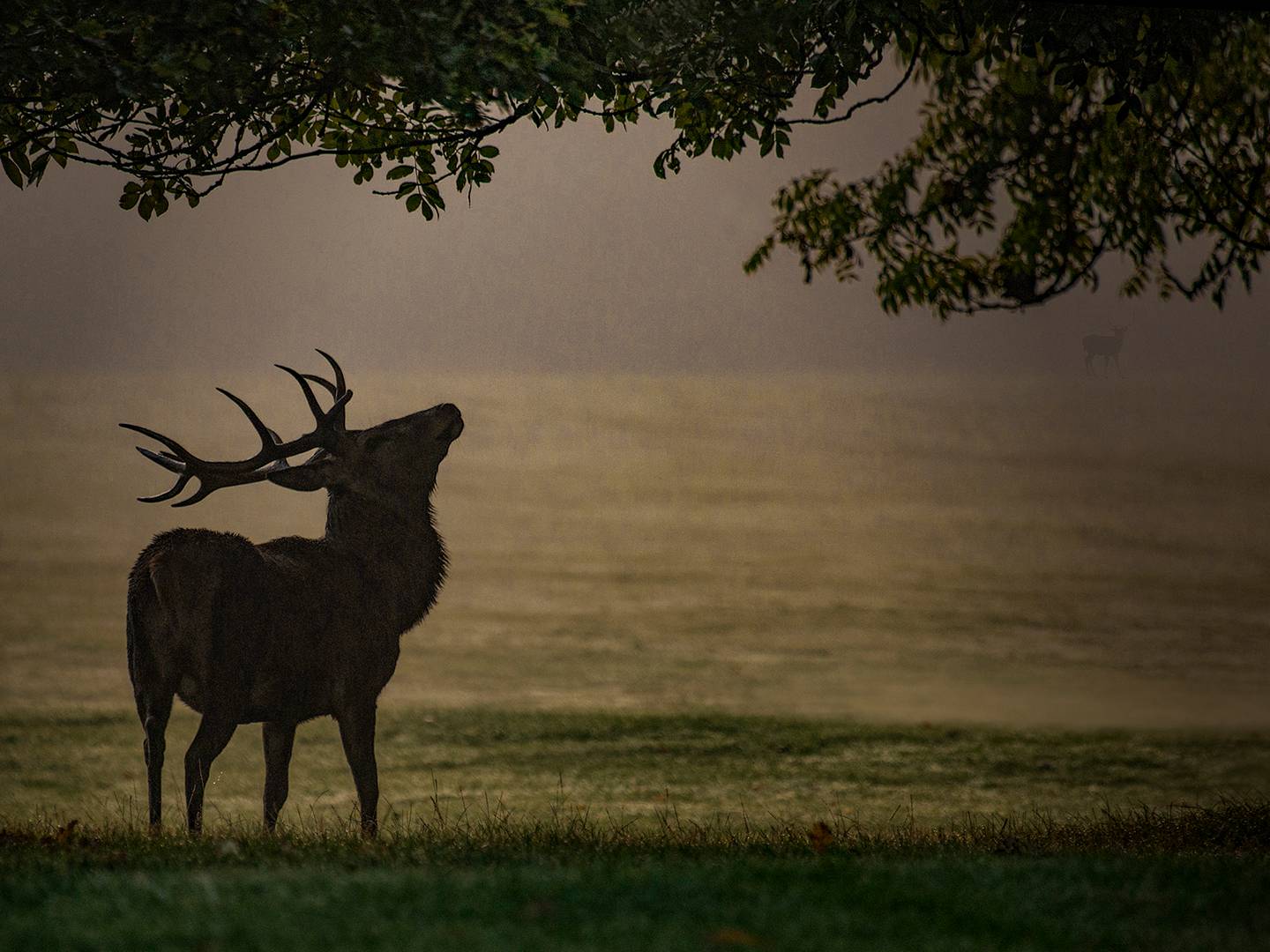 HIRSCH im ABENDLICHT 