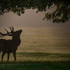 HIRSCH im ABENDLICHT 