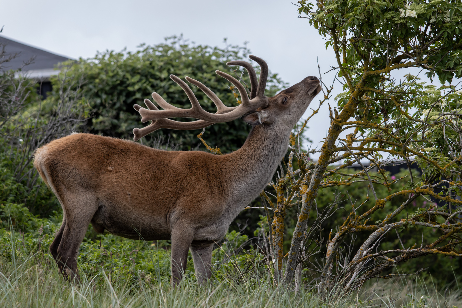 Hirsch im Bast