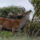 Hirsch im Bast