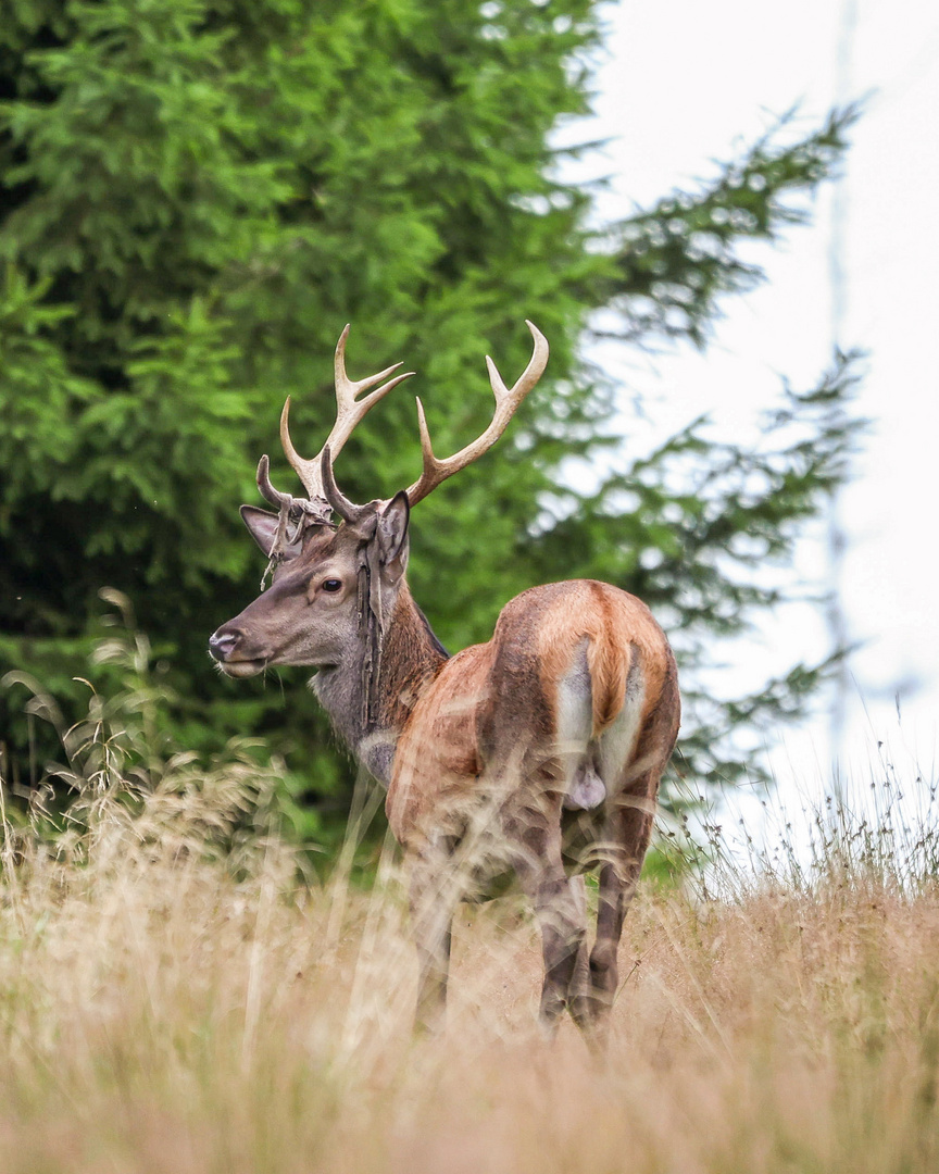 Hirsch im Bast 