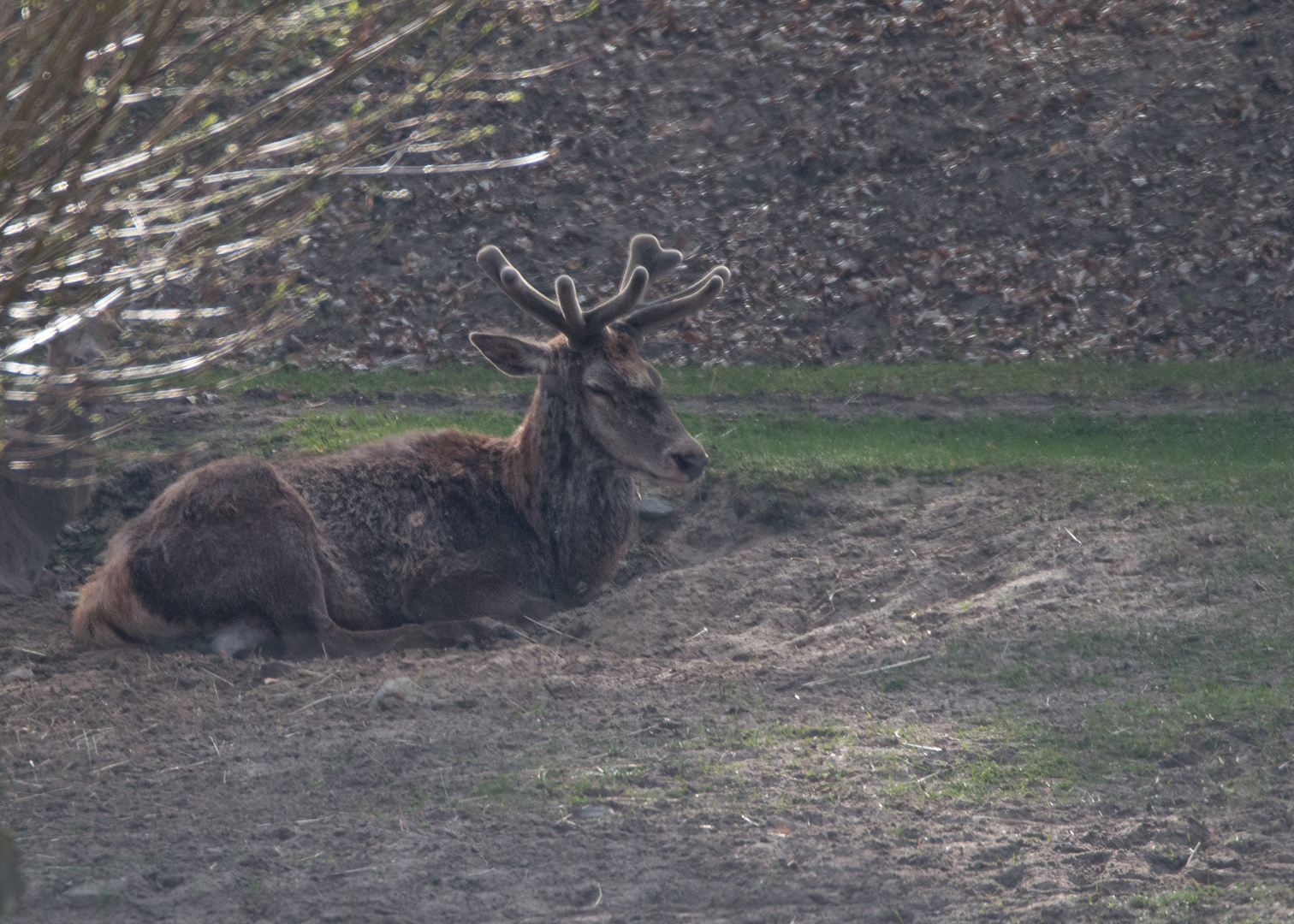 Hirsch im Bast