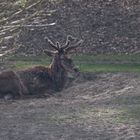 Hirsch im Bast