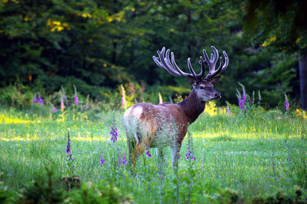 Hirsch im Bast