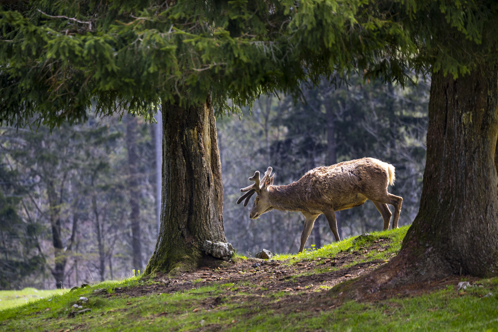 Hirsch im Bast