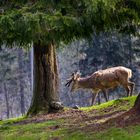 Hirsch im Bast