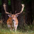 Hirsch im Brachter Wald, NRW