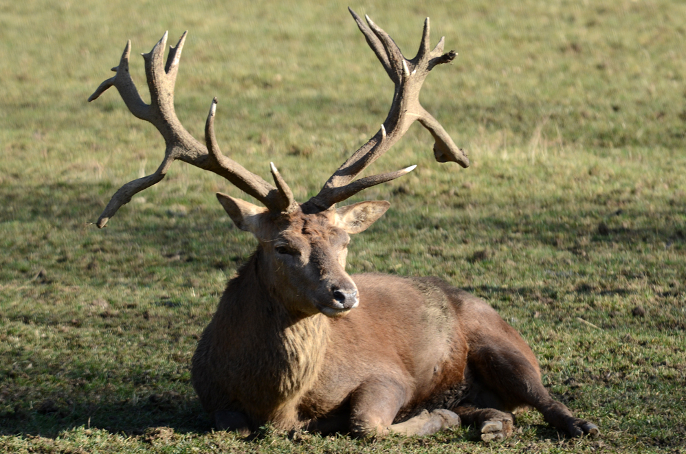 Hirsch im der Mittagssonne