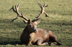 Hirsch im der Mittagssonne