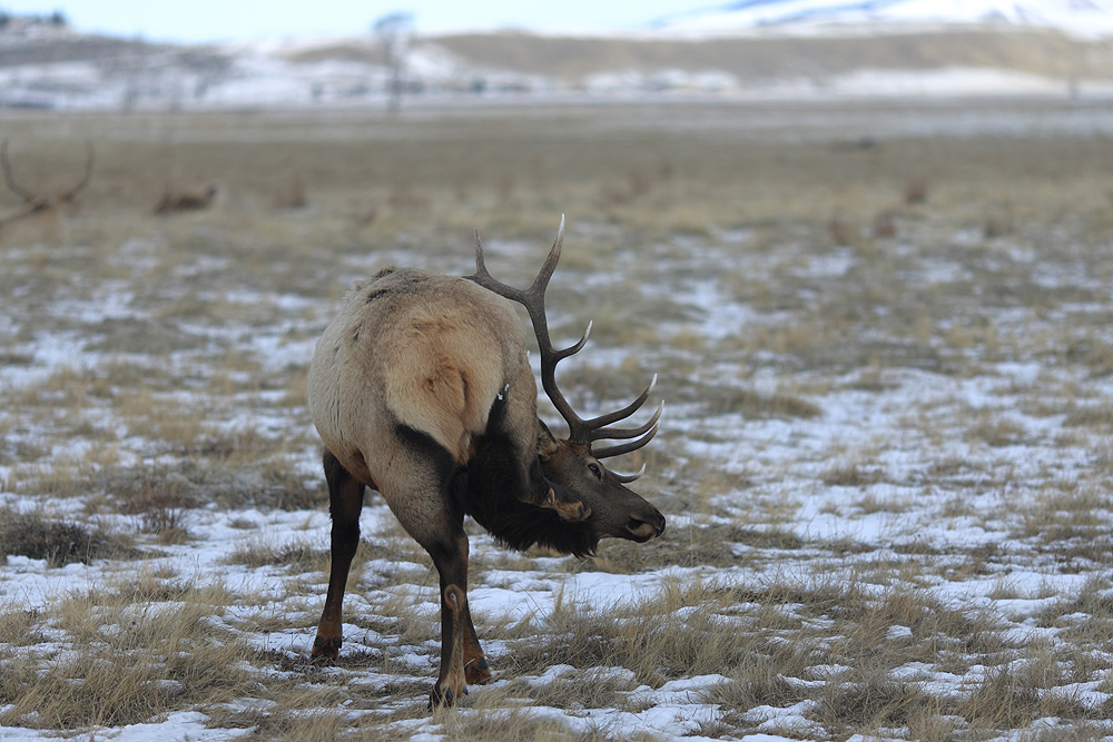 Hirsch im Elk-refuge Jackson Wyoming