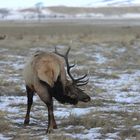 Hirsch im Elk-refuge Jackson Wyoming