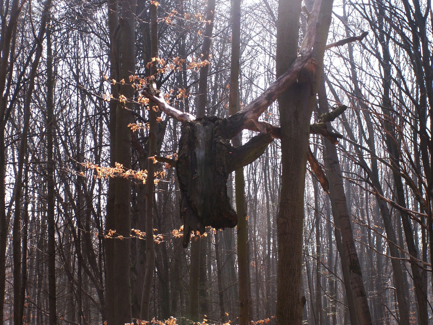 Hirsch im Geäst