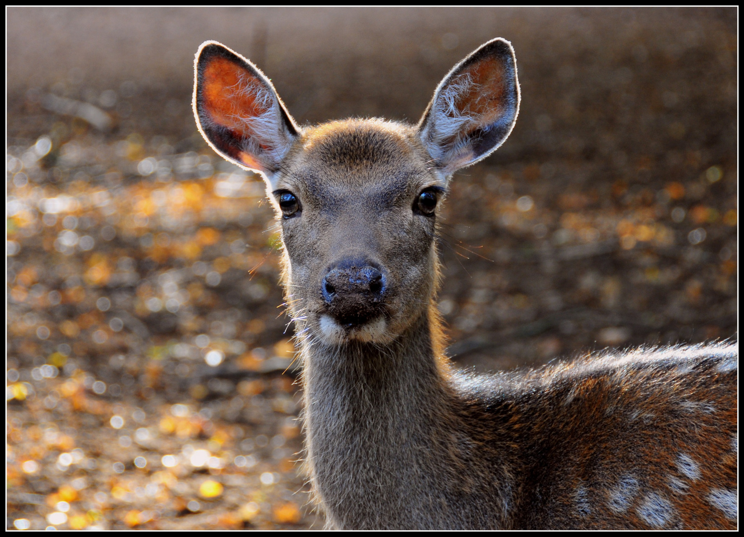 Hirsch im Gegenlicht