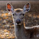 Hirsch im Gegenlicht