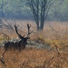 Hirsch im Gegenlicht