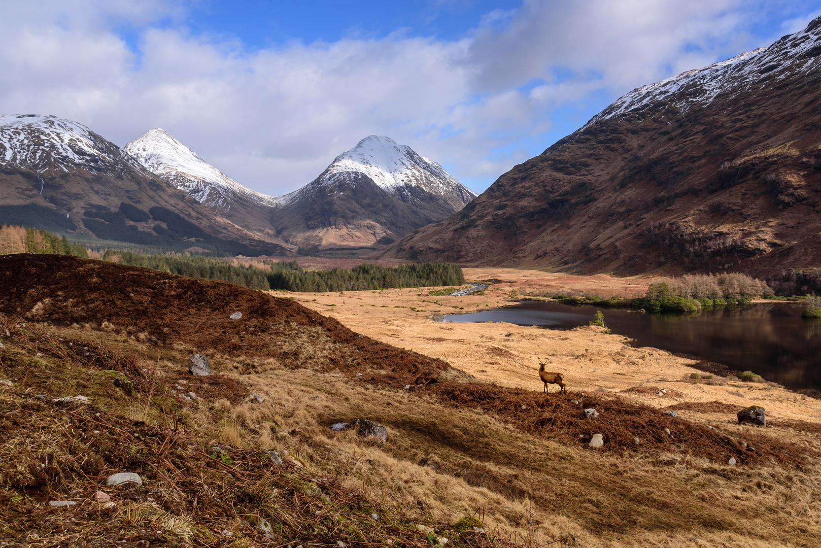 Hirsch im Glen Etive