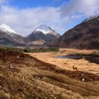 Hirsch im Glen Etive