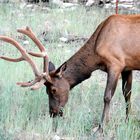 Hirsch im Grand Canyon Nationalpark