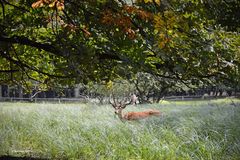 Hirsch im Gras