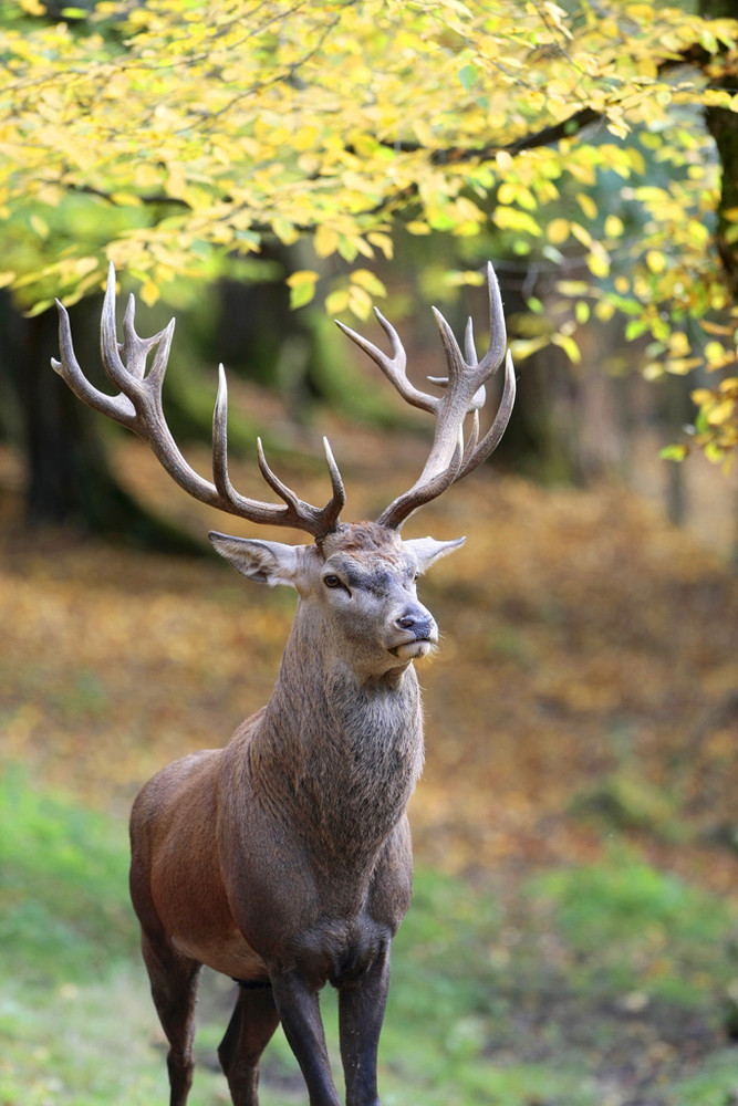 Hirsch im Herbst