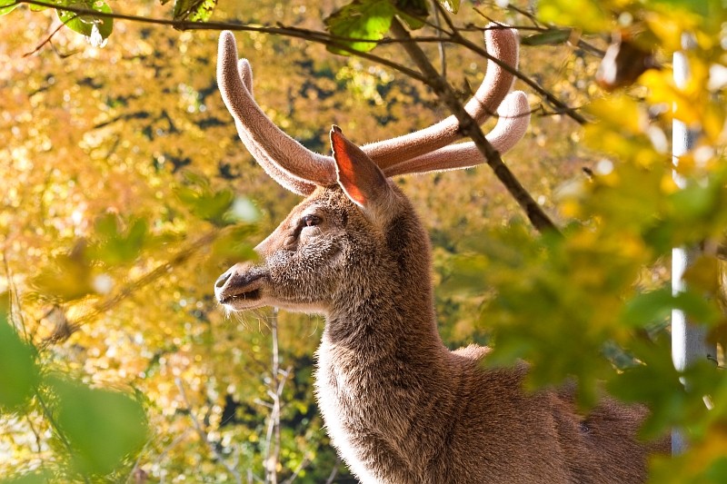 Hirsch im Herbstwald