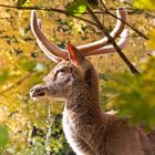 Hirsch im Herbstwald