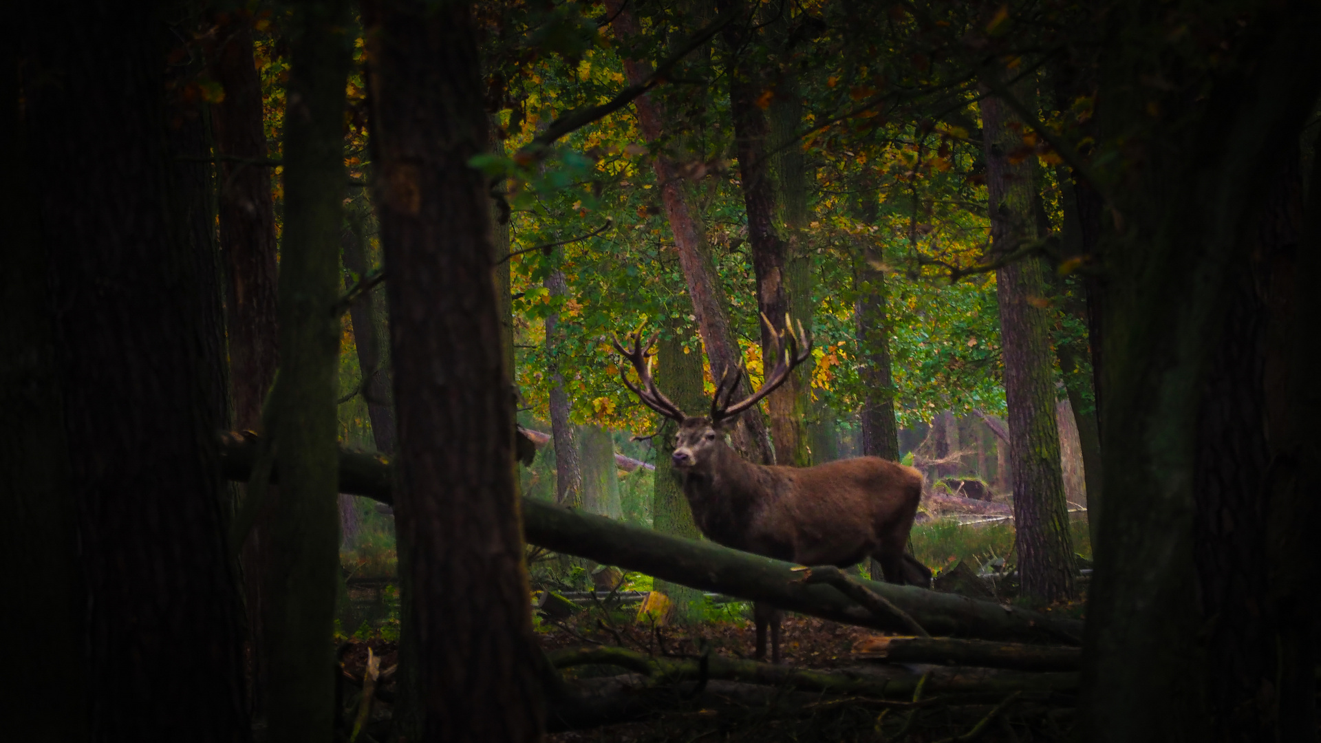 Hirsch im Herbstwald