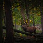 Hirsch im Herbstwald