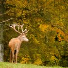 Hirsch im Herbstwald