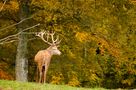 Hirsch im Herbstwald von Hans-Peter Moehlig 