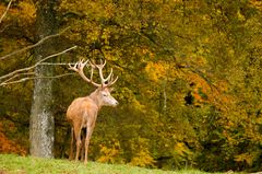 Hirsch im Herbstwald