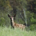 Hirsch im Morgenlicht.